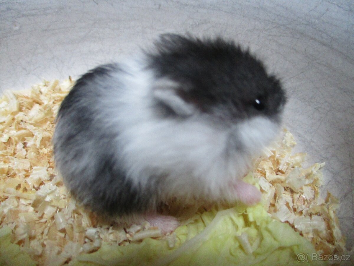 Vymazlený křečík džungarský