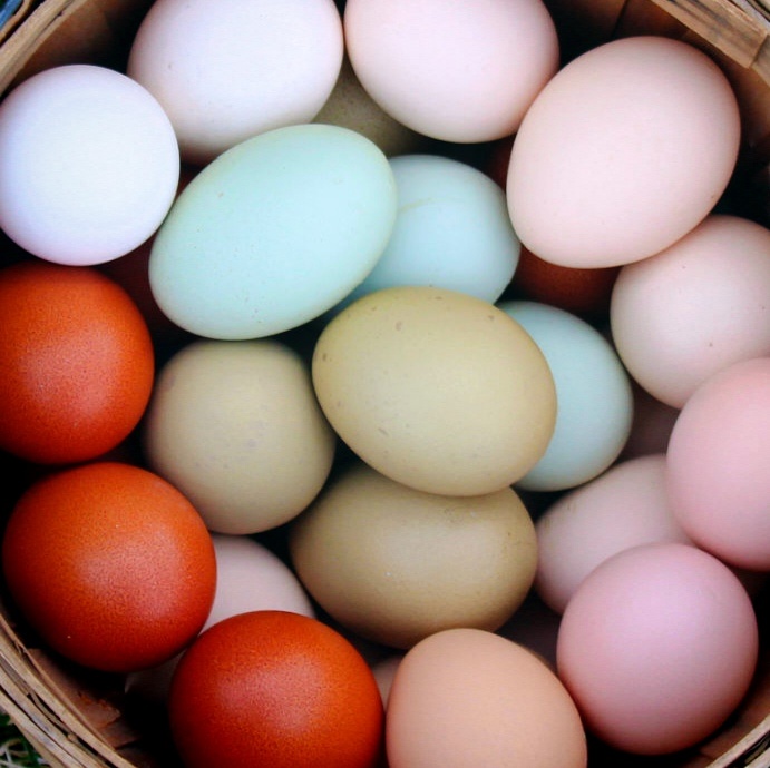 DOMÁCÍ VAJÍČKA / VEJCE 🐓🐓🐓