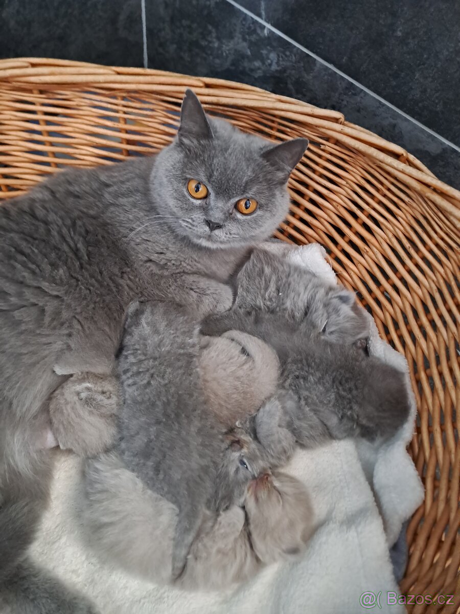 Britská lila a modrá koťata