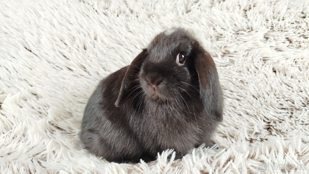Zakrslý beránek, králíček, králík - ELLA