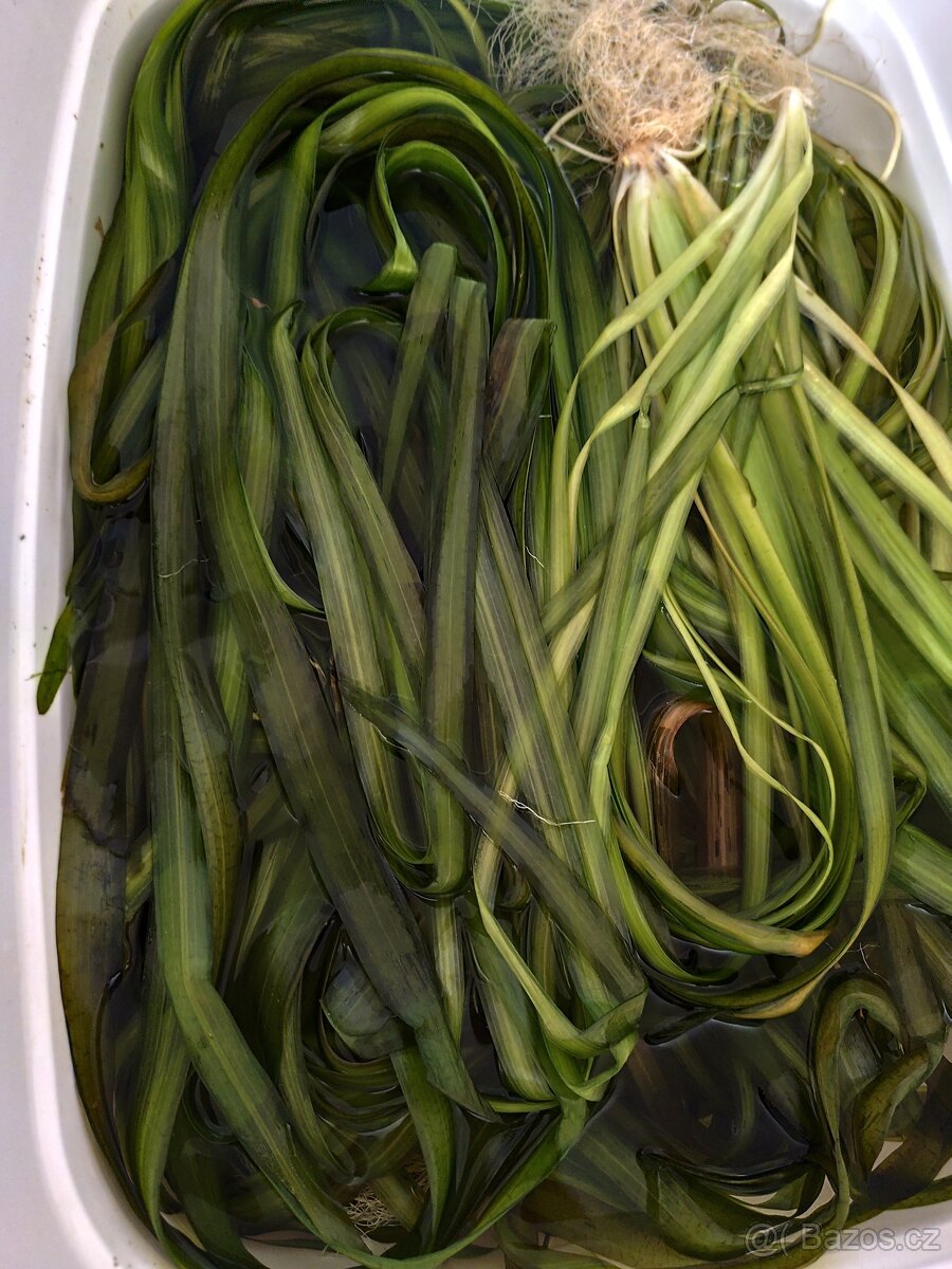 Vallisneria gigantea