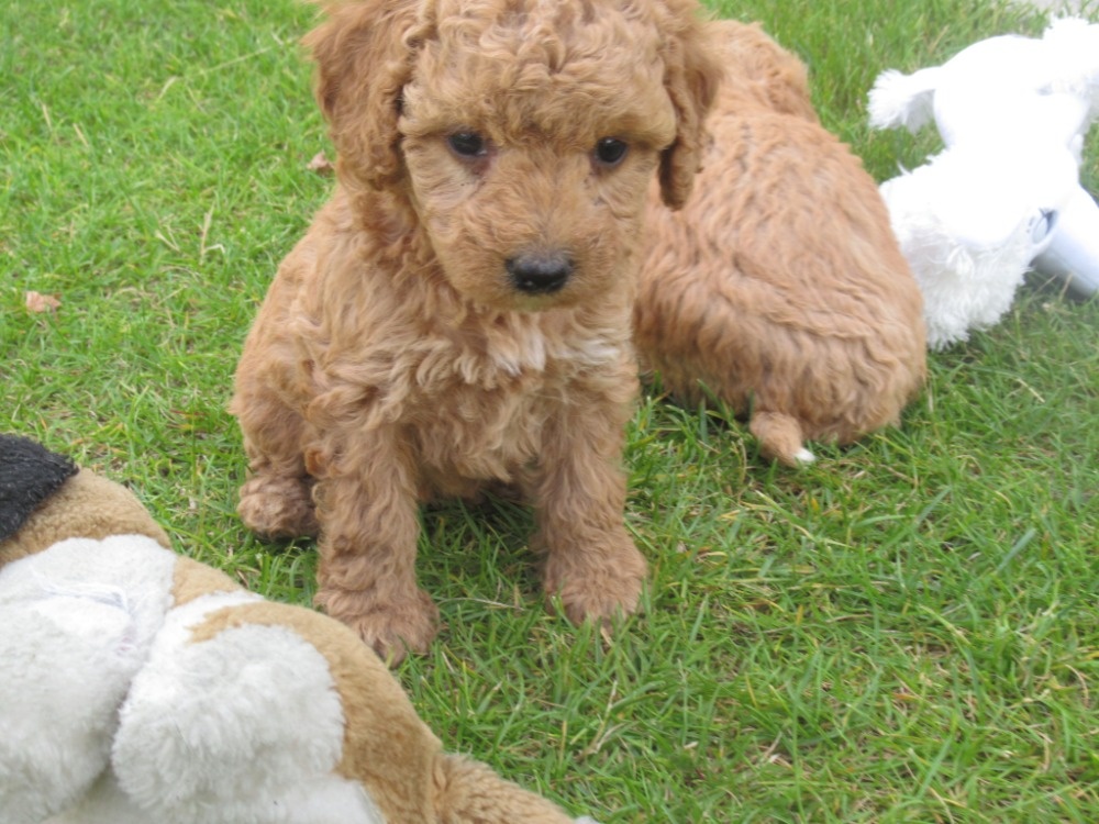 Maltipoo štěňátka