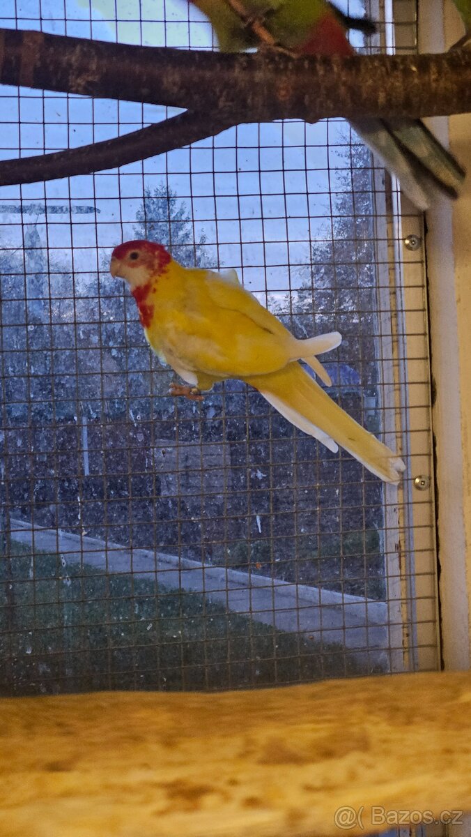 Rosela golden gold lutino