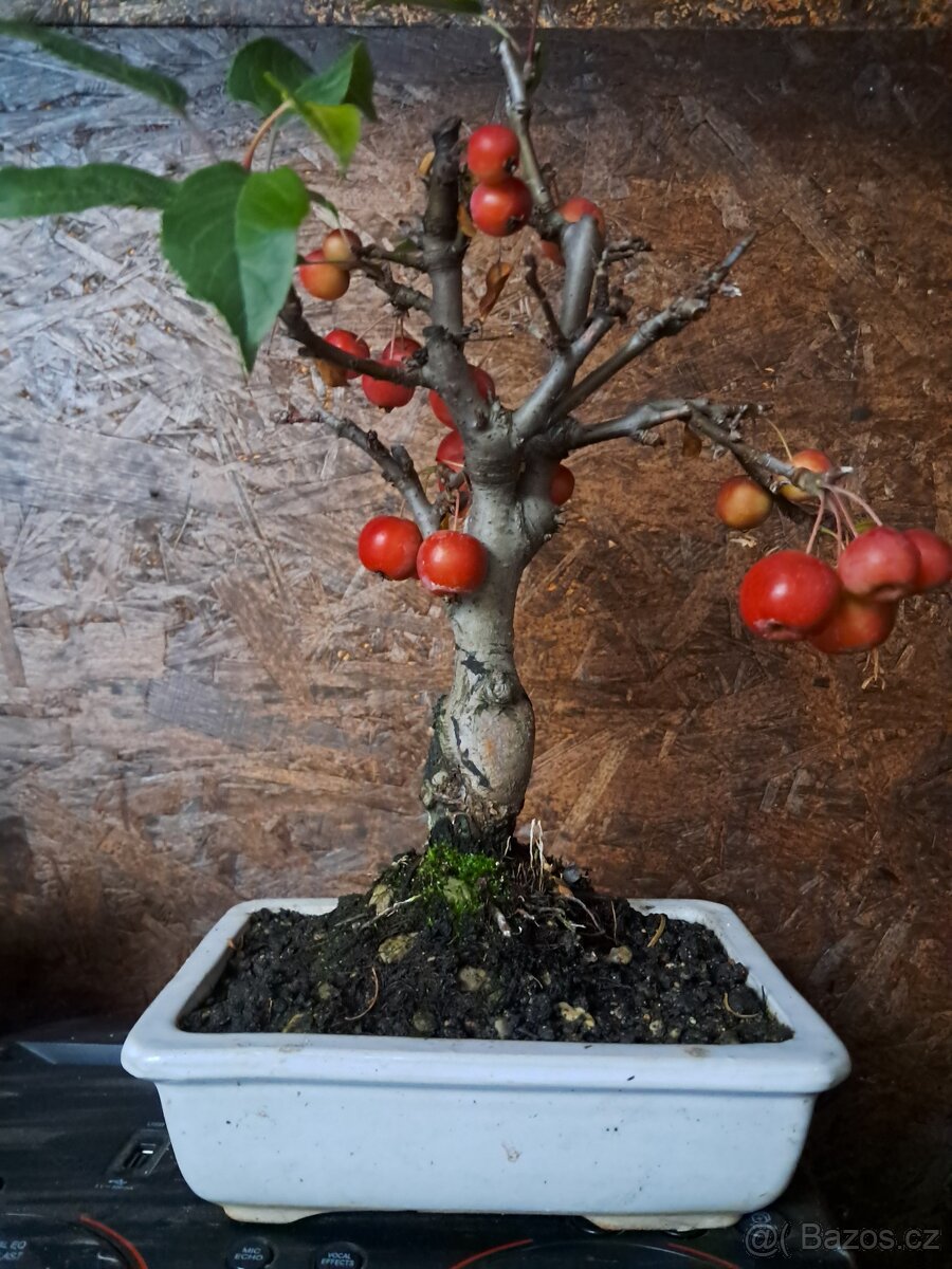 Bonsaj,bonsai Jabloň