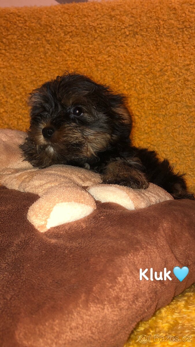 Jorkšírský teriér bez PP