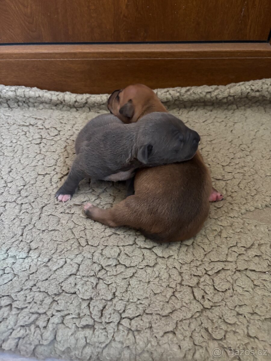 Americký stafordsirsky terier, Stafford, amstaf