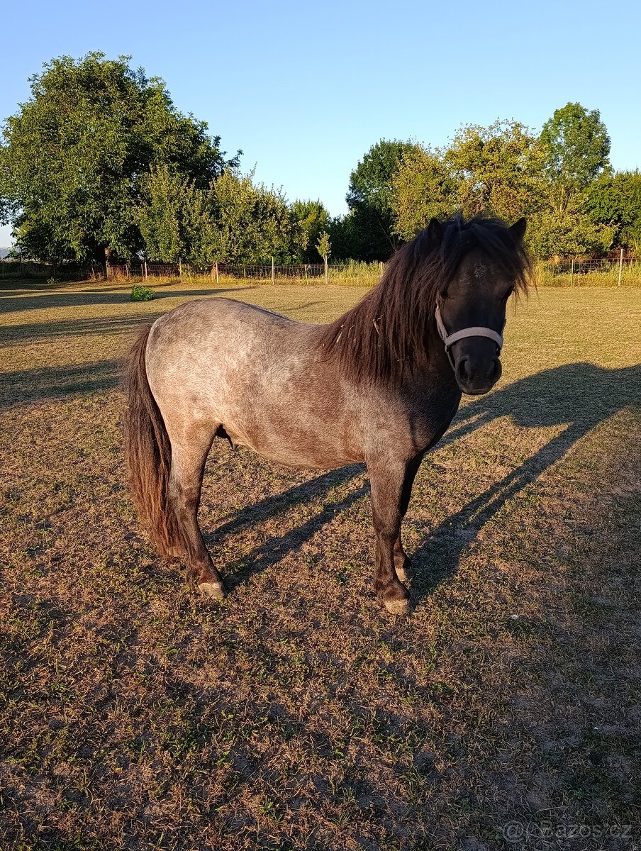 Shetland pony