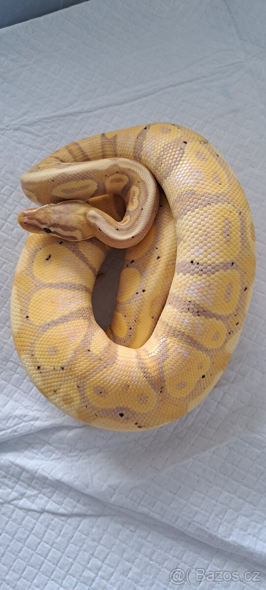 Samice banana 50%het pied