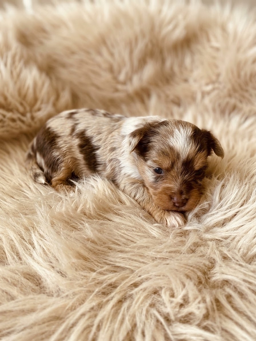 Jorkšírský teriér s PP - Yorkshire terrier