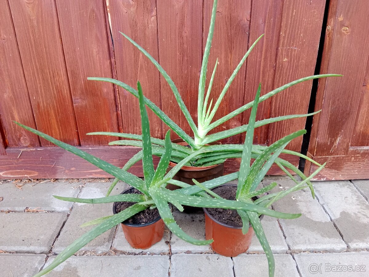 ALOE VERA