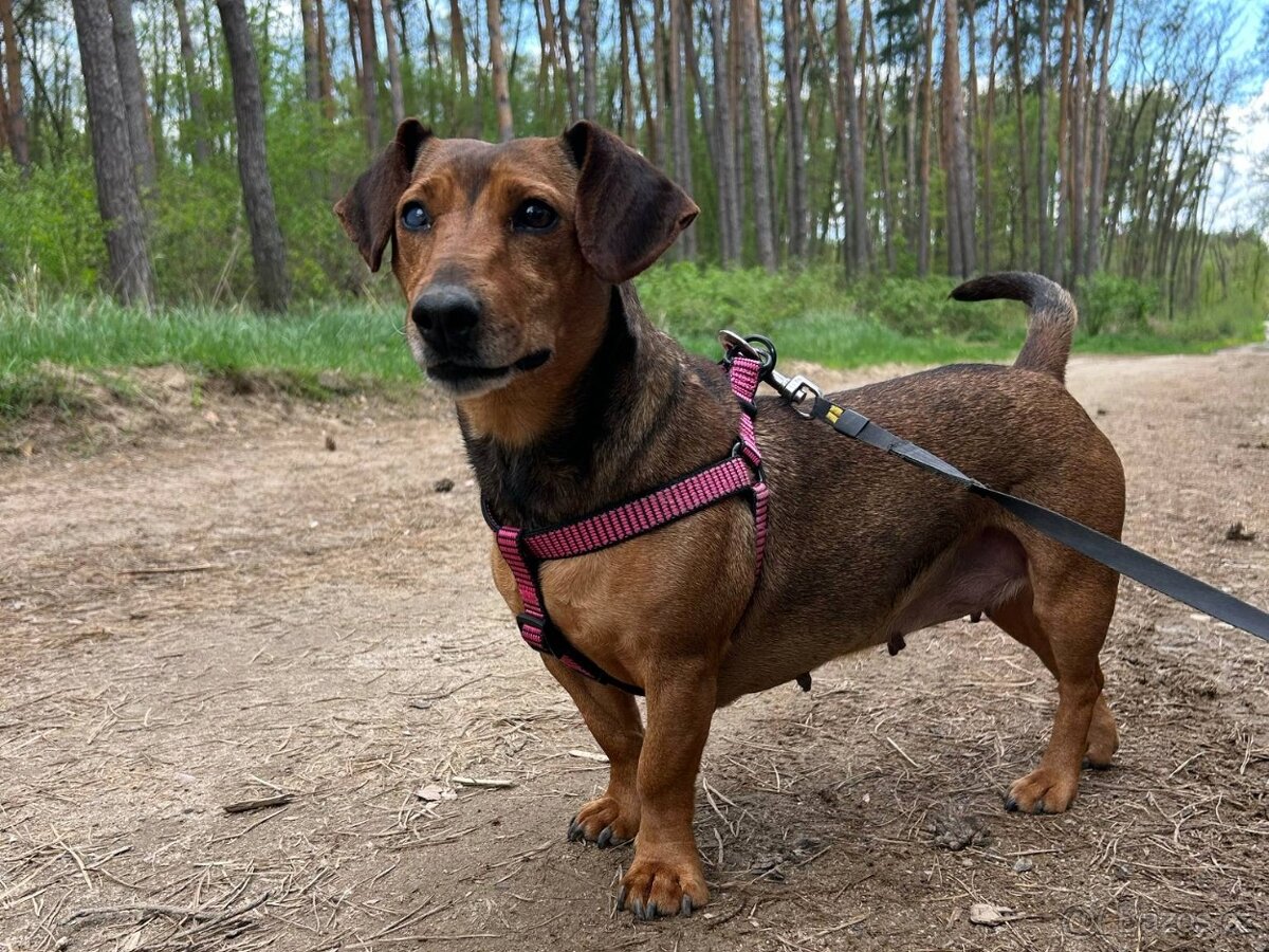 STELINKA K ADOPCI - umazlená jezevčí holčička