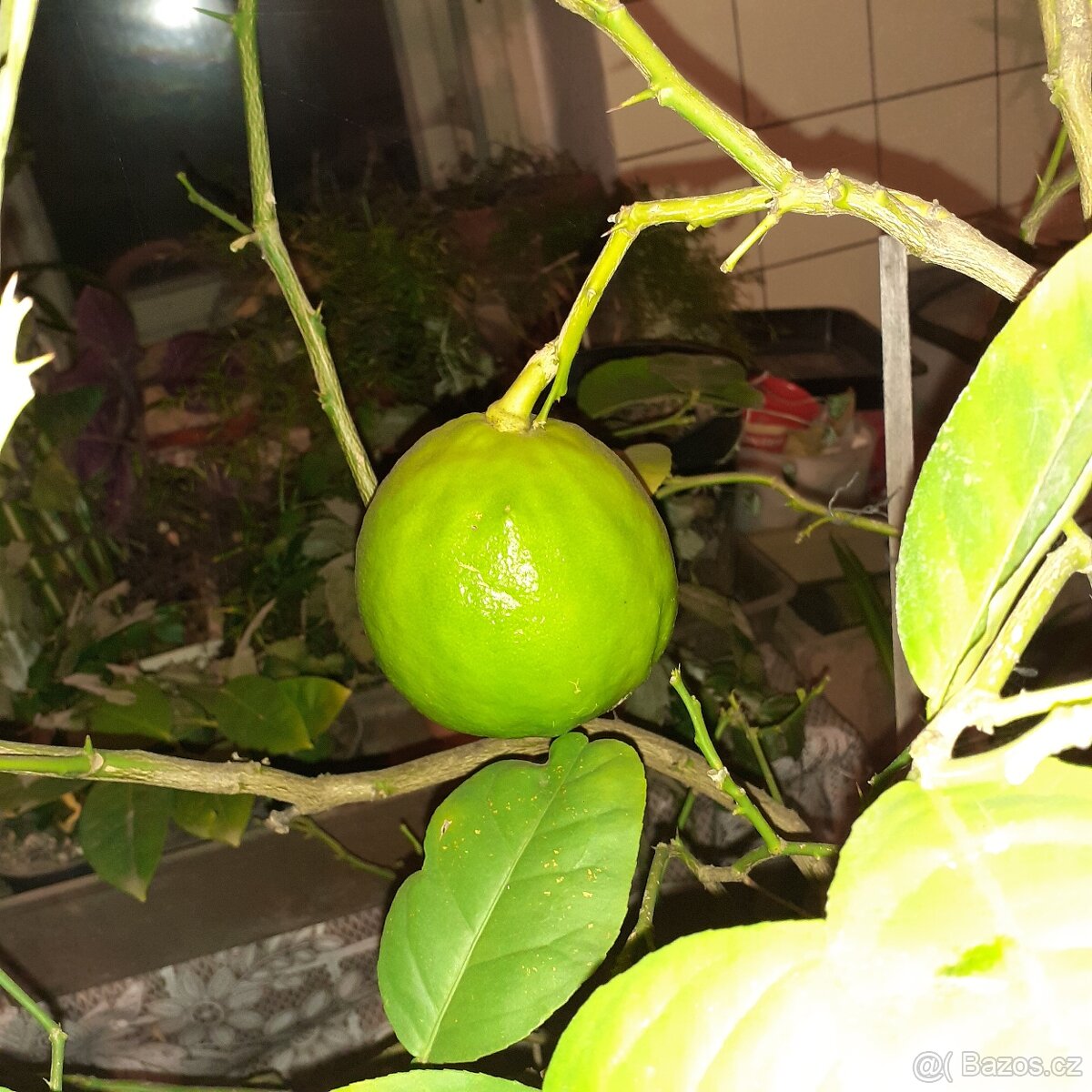 Citroník