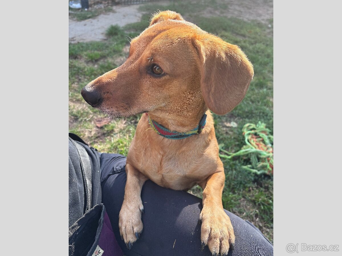 KUKY K ADOPCI - VESELÝ, HRAVÝ, ČEKÁ NA MILUJÍCÍ RODINU
