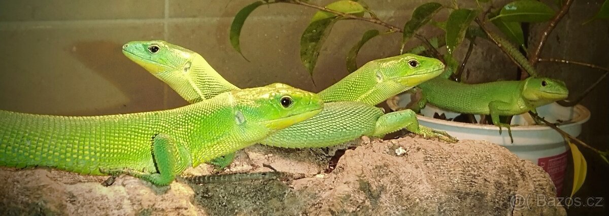 gastropholis prasina