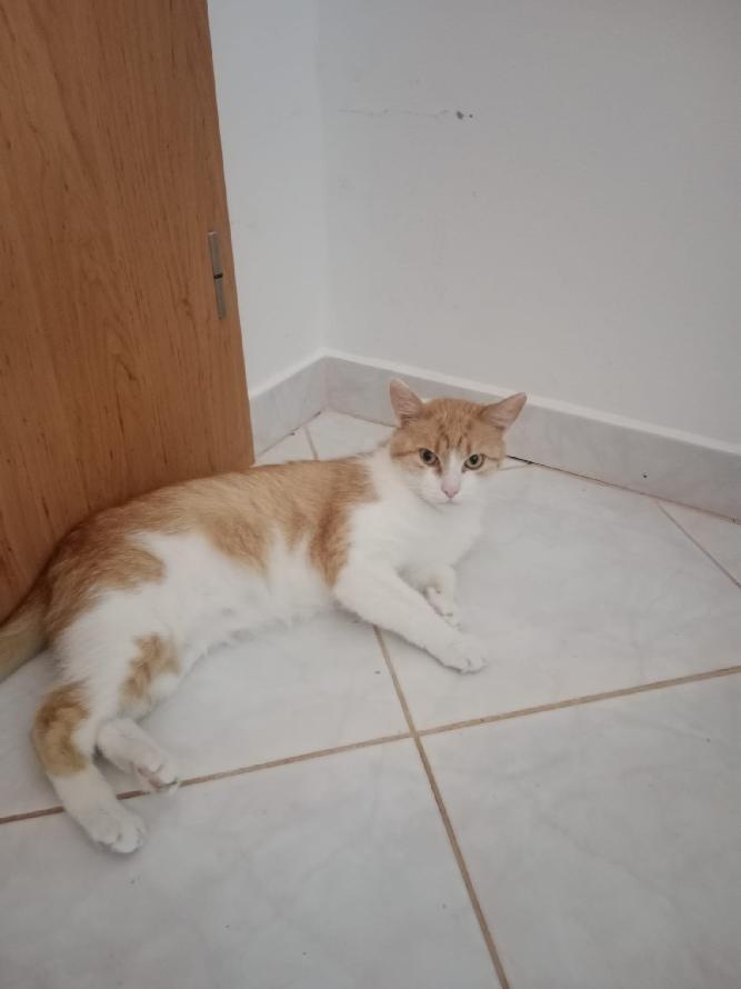 kocourek Filipek stále hledá domov