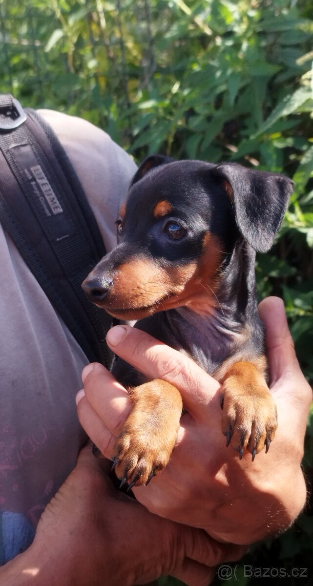 Trpasličí pinč Minidoberman