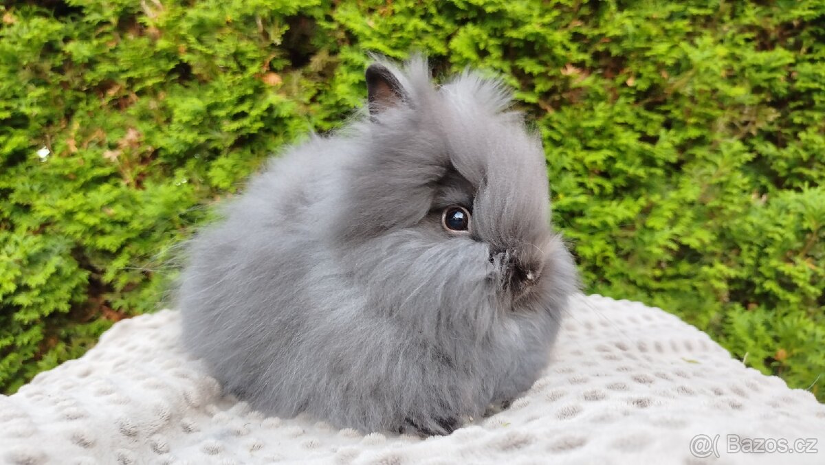 Zakrslý králík, králíček -(TEDDY)-OLAF A OLINA