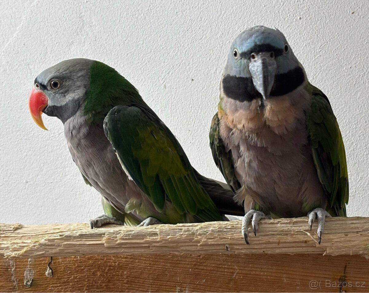 Pár Alexandr Čínsky