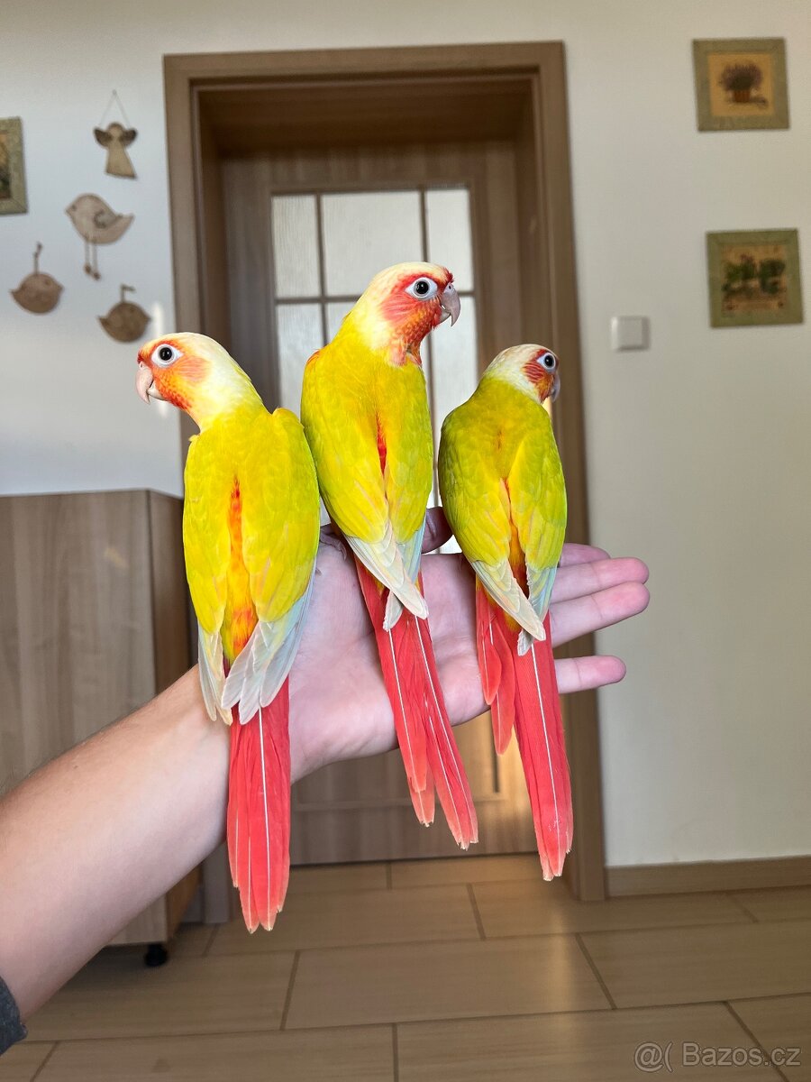 Ručně dokrmená mláďata - pyrura zelenolící