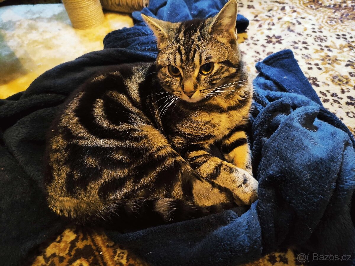 Daruji kočičku