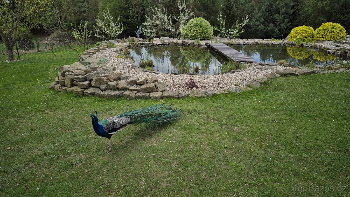 Páv korunkatý modrý