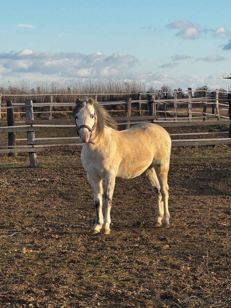 Welsh pony sekce B