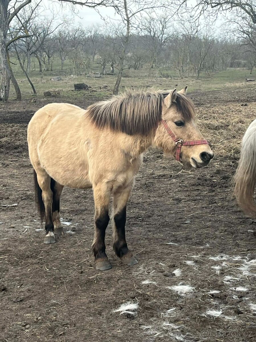 Pony