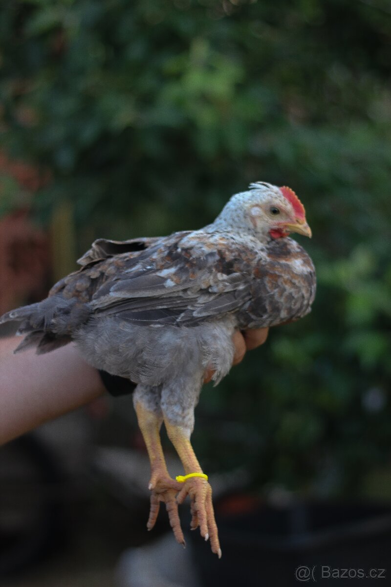 Kohouti 1,5 měsíce (marans X legbar )