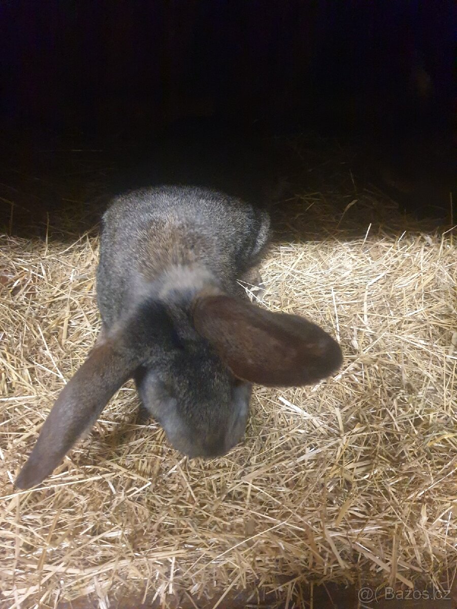 Králíci - samice i samci