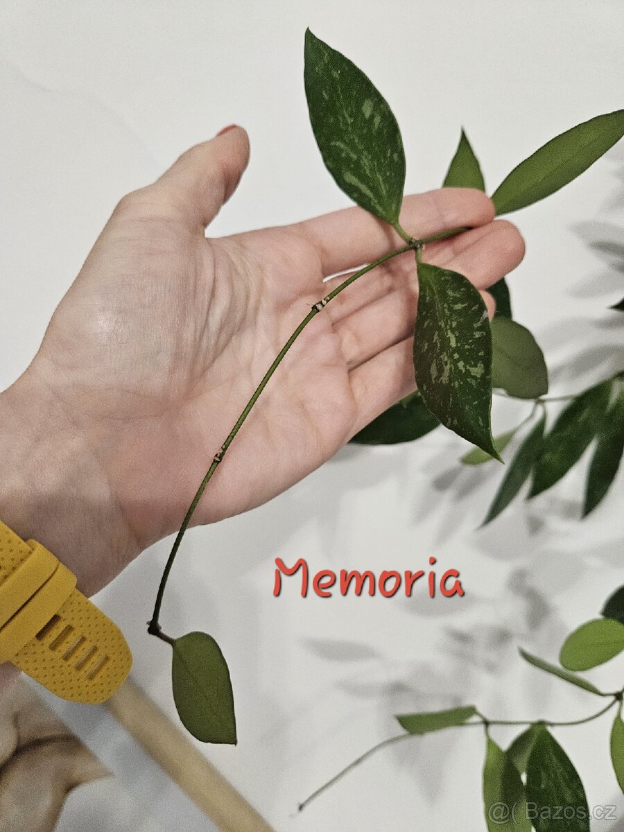 Pokojová rostlina - hoya různé, řízek