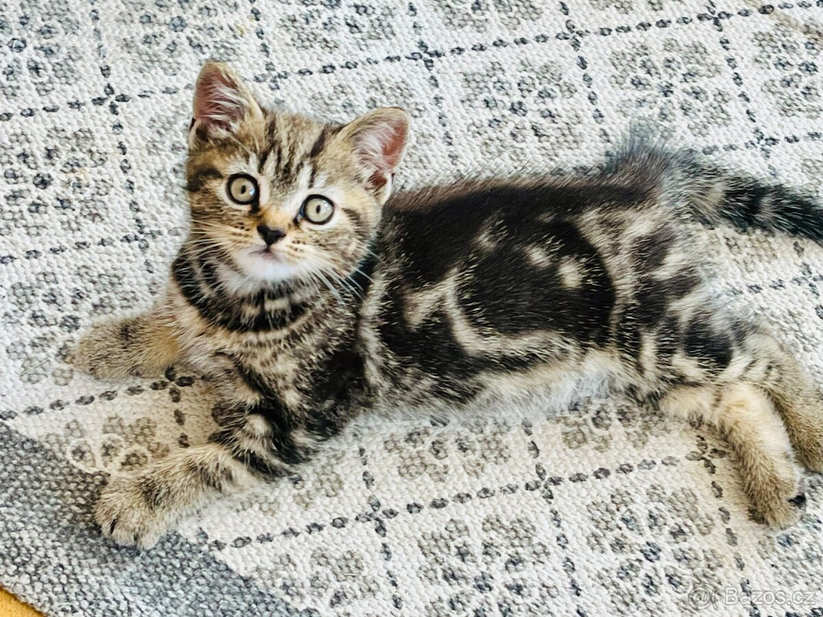Whiskas kočička