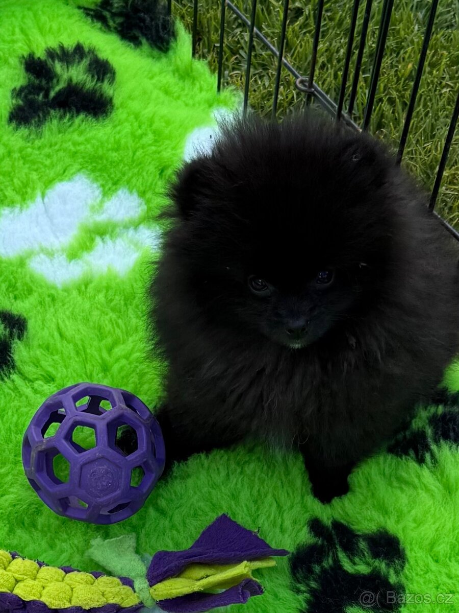 Pomeranian s PP FCI
