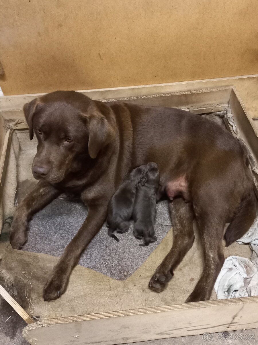 Labrador retrívr