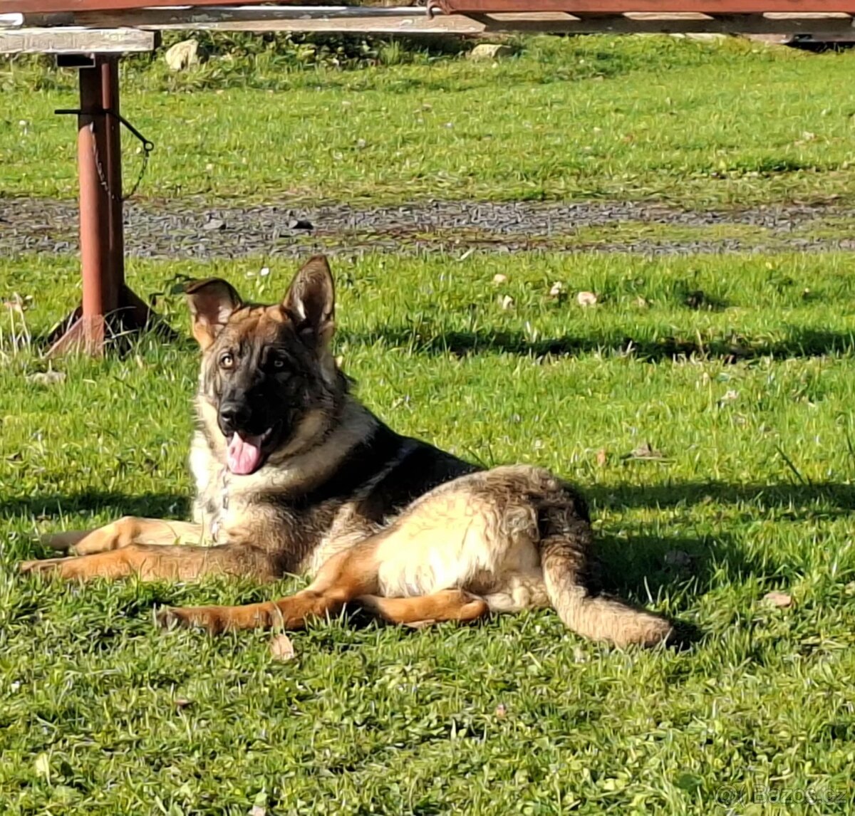 Německý ovčák-štěňata