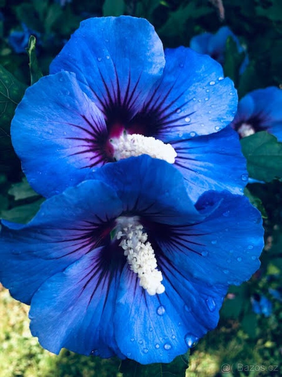 Ibišek Syrský keřový 12 barev - druhů