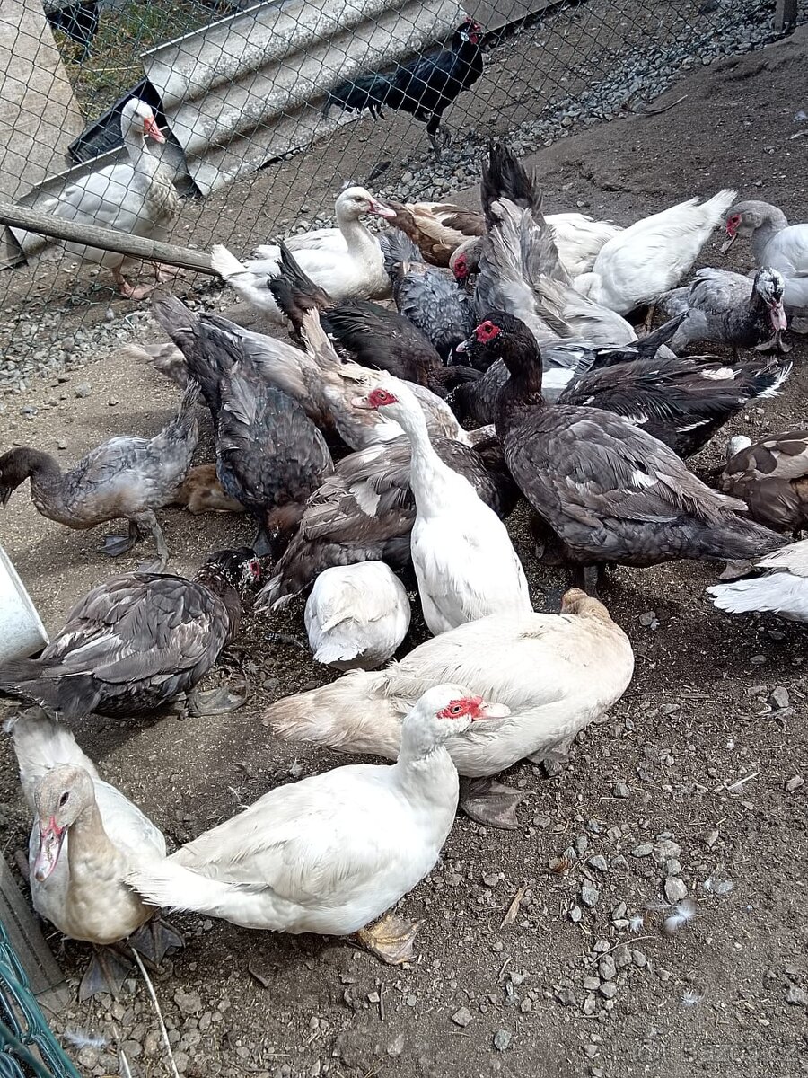 Dárek k Vánocům . Prodám čínské kachny (pižmové)