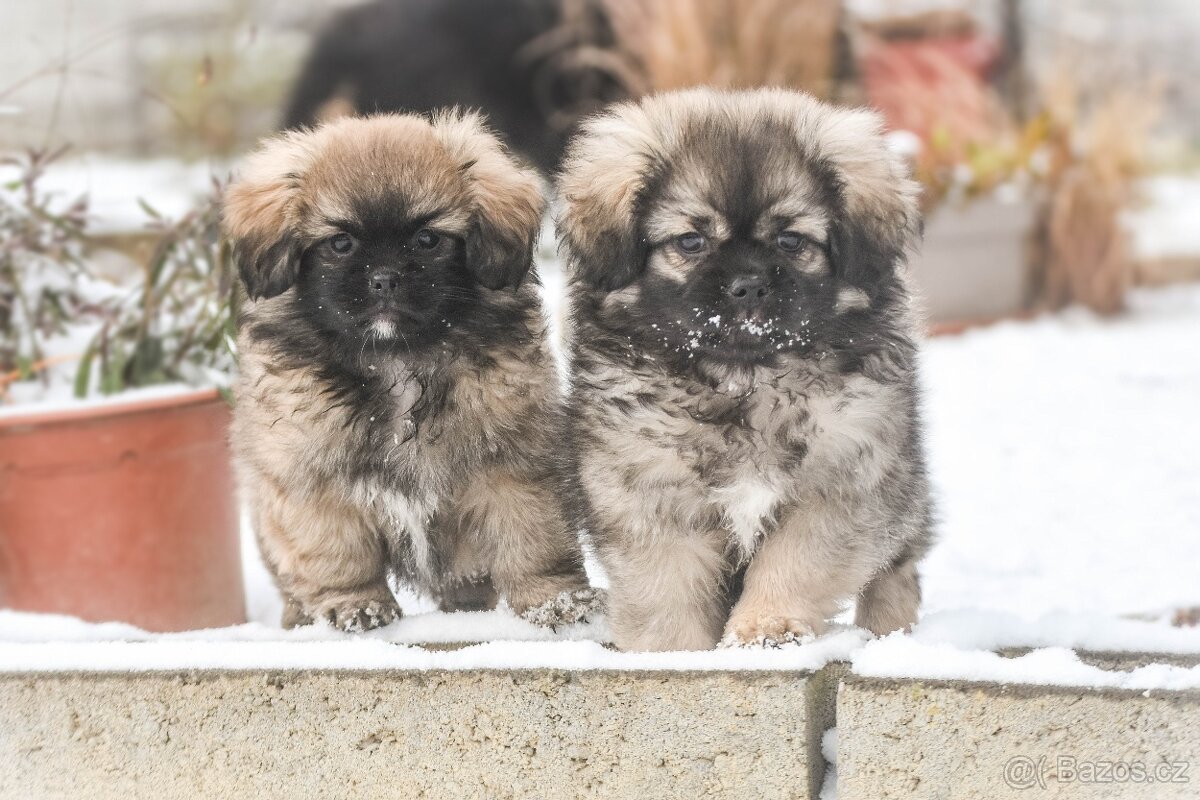 Tibetský španěl - štěňátka s PP