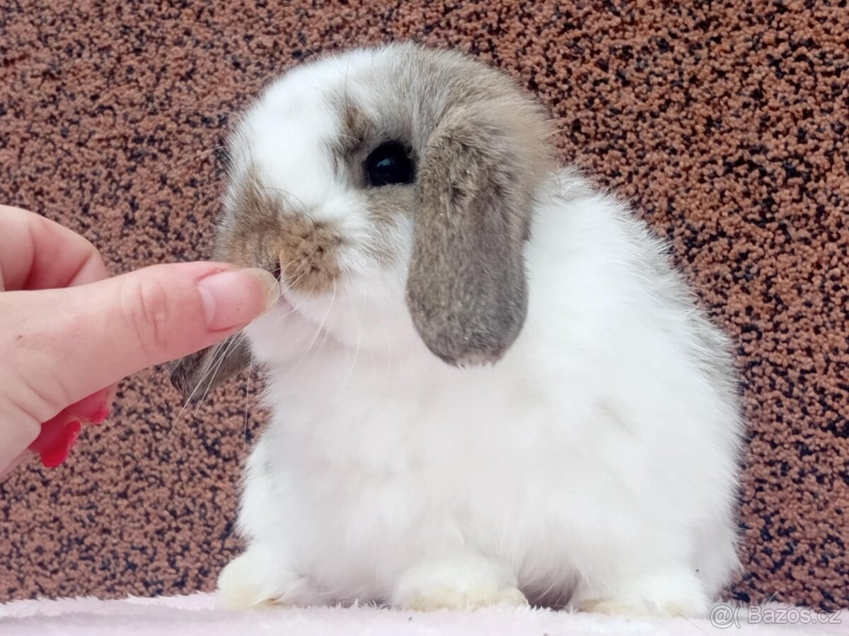 ★MiniLop Králíčci s odběrem na Vánoce ★