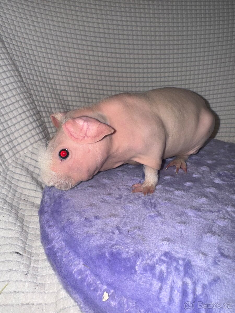 Skinny morče mládě