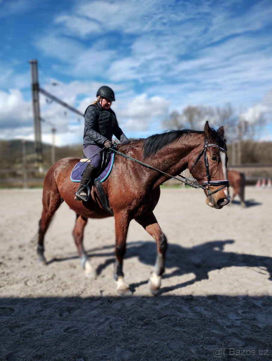 Nabízím valacha - společníka