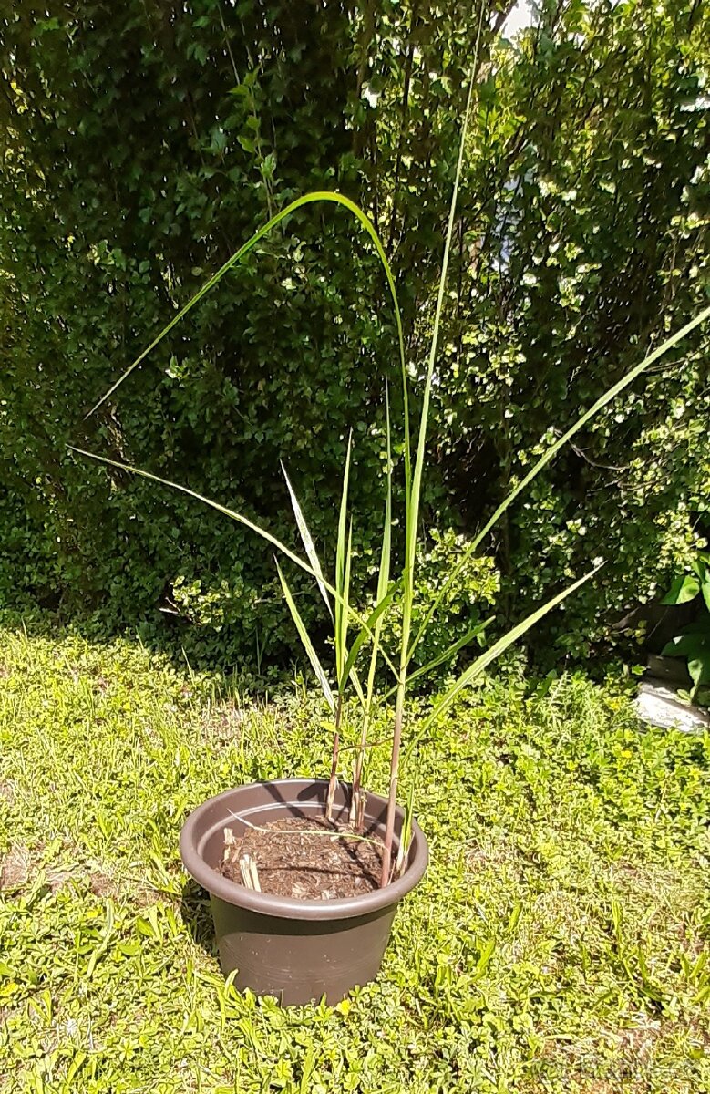 Prodám ozdobnice velká něco jako rákosí
