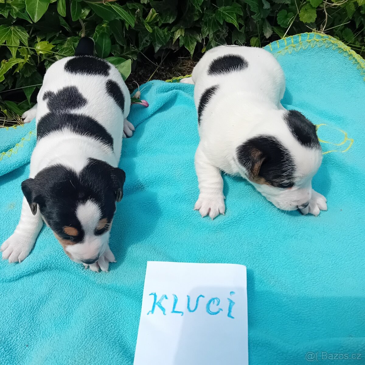 Zadam štěňatka jack russel teriera
