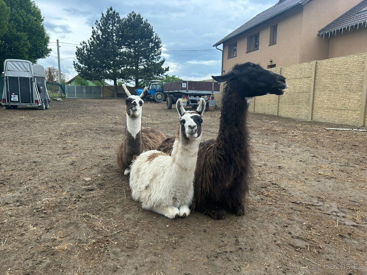 Lama krotká