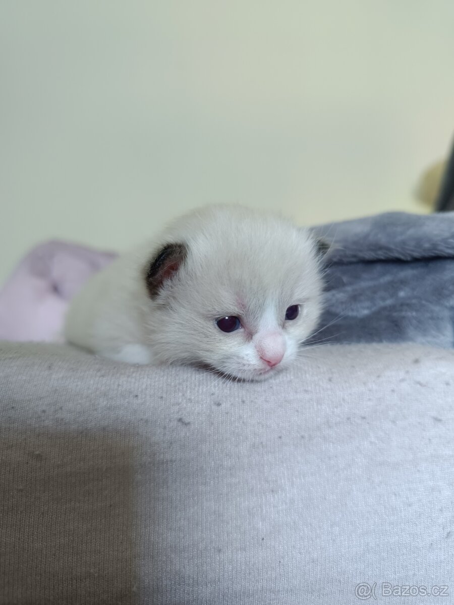 Ragdoll čistokrevná koťata bez papírů