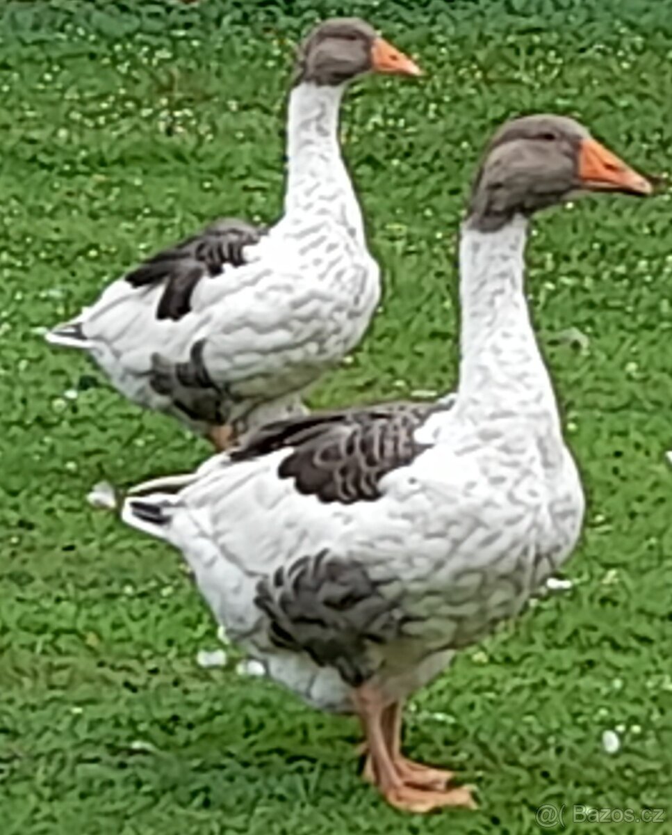 Husa pomořanská