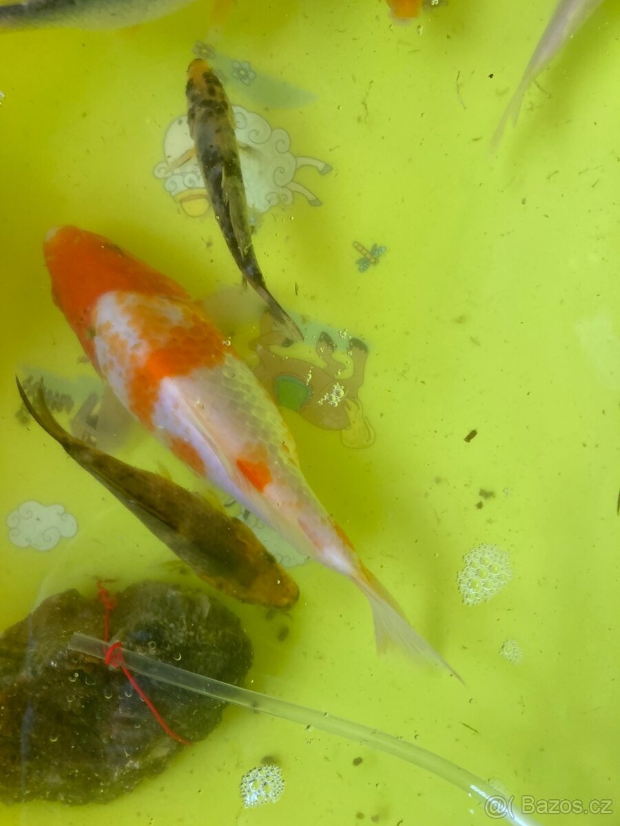 Koi Kapři
