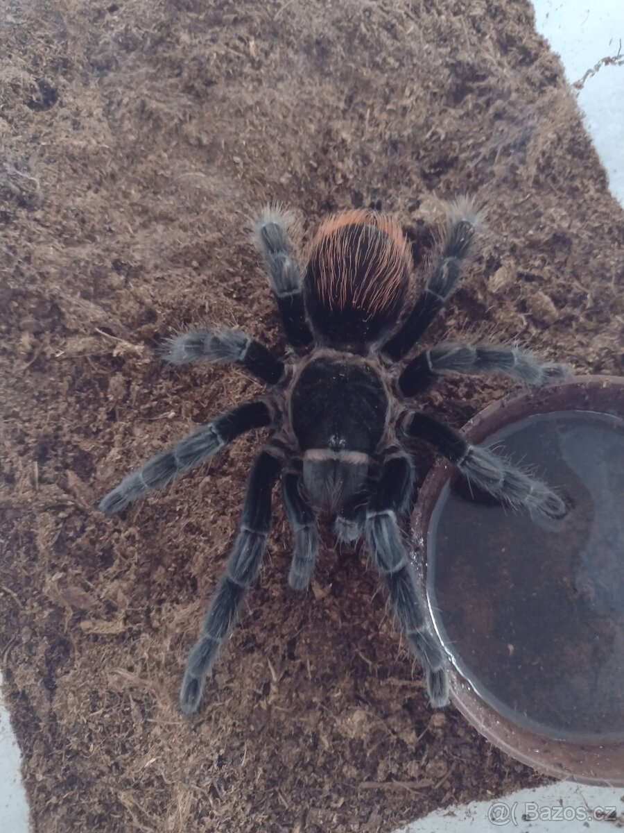 Sklípkan Brachypelma Vagans