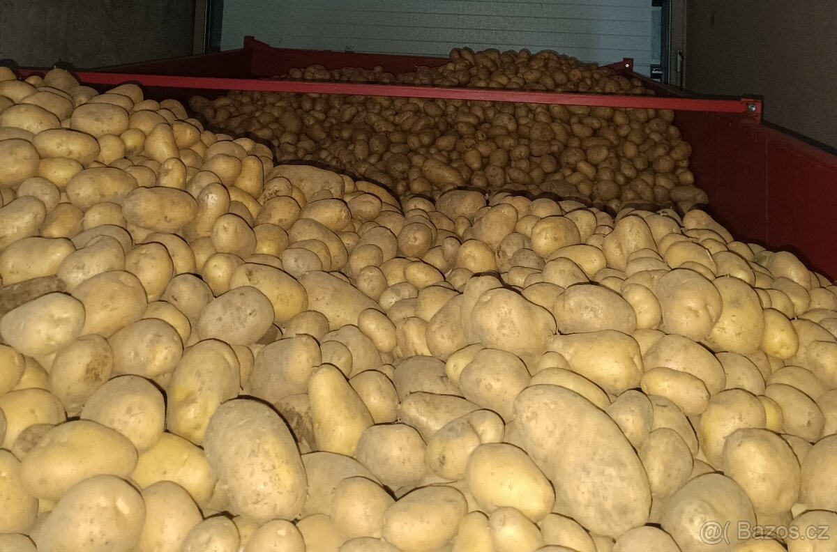 Brambory na uskladnění