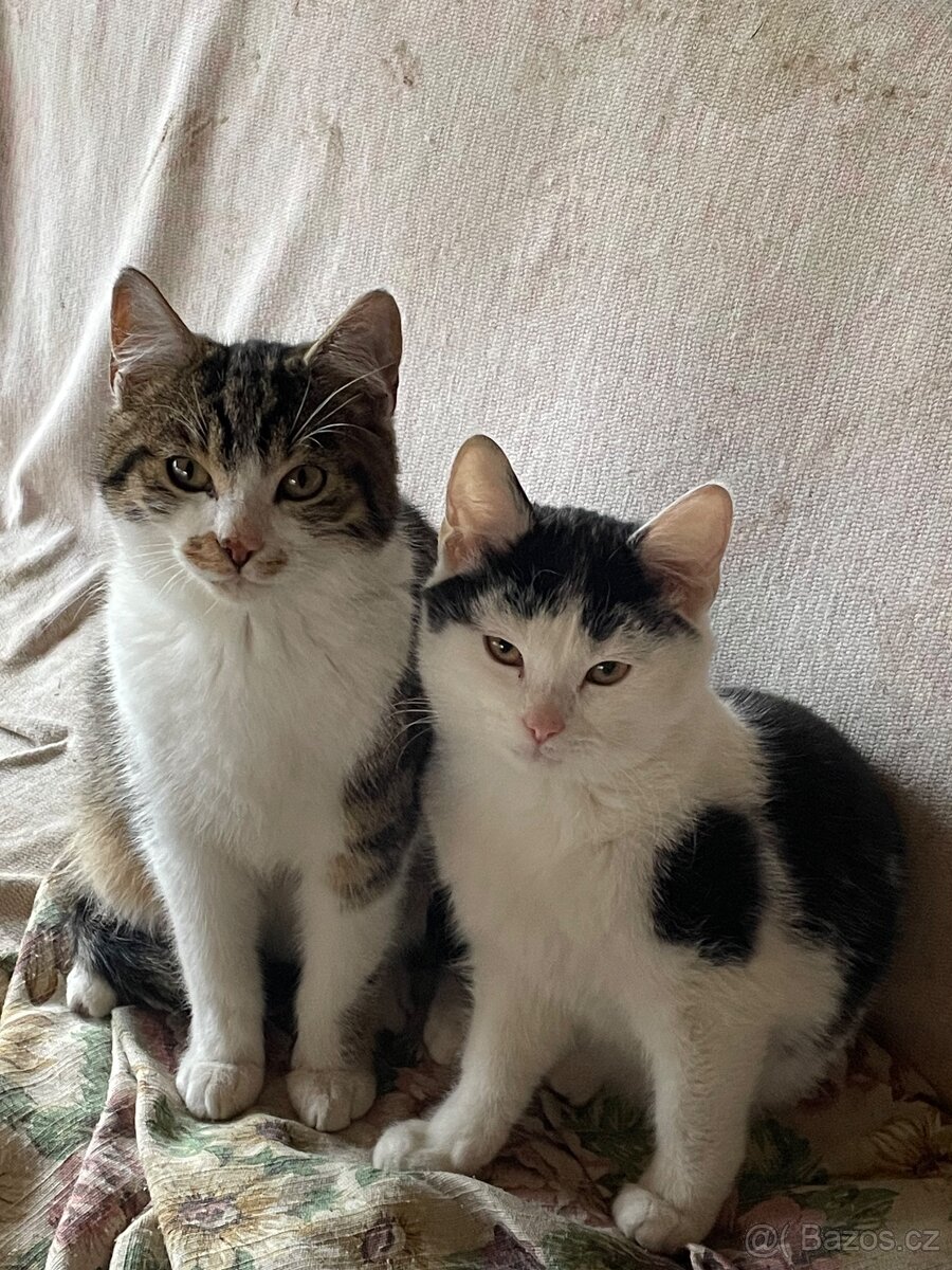 Darujeme koťata