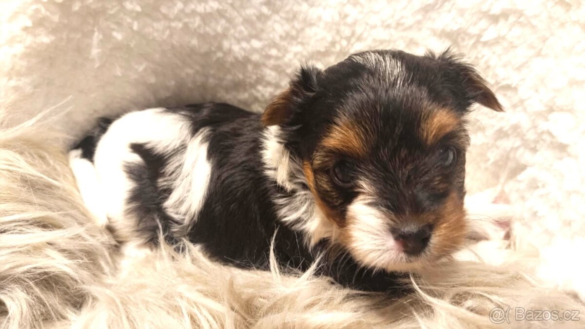 Biewer a black and tan Yorkshire Terrier s rodokmenem PP